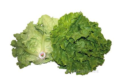 lechuga | Innova Culinaria